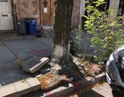 NYC’s Repair of Tree damaged Sidewalks