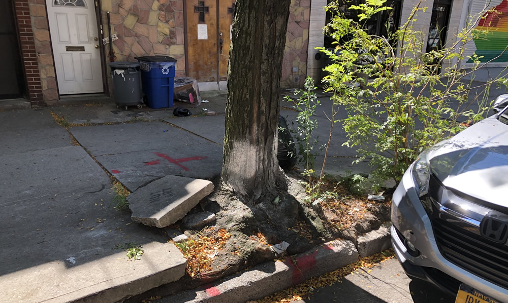 NYC’s Repair of Tree damaged Sidewalks