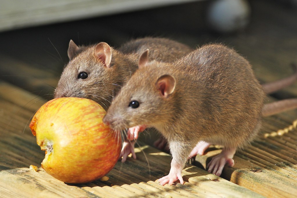 NYC Department of Sanitation Fighting Rat Infestation