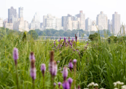 Purple wildflowers blooming in the foreground meadow with the Manhattan skyline visible across the water, promoting the Socrates Sculpture Park