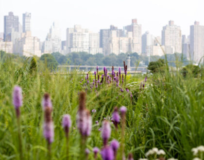 April Updates for Socrates Sculpture Park