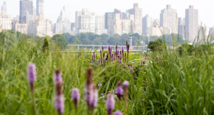 Spring Programming at Socrates Sculpture Park and 40th Anniversary Gala