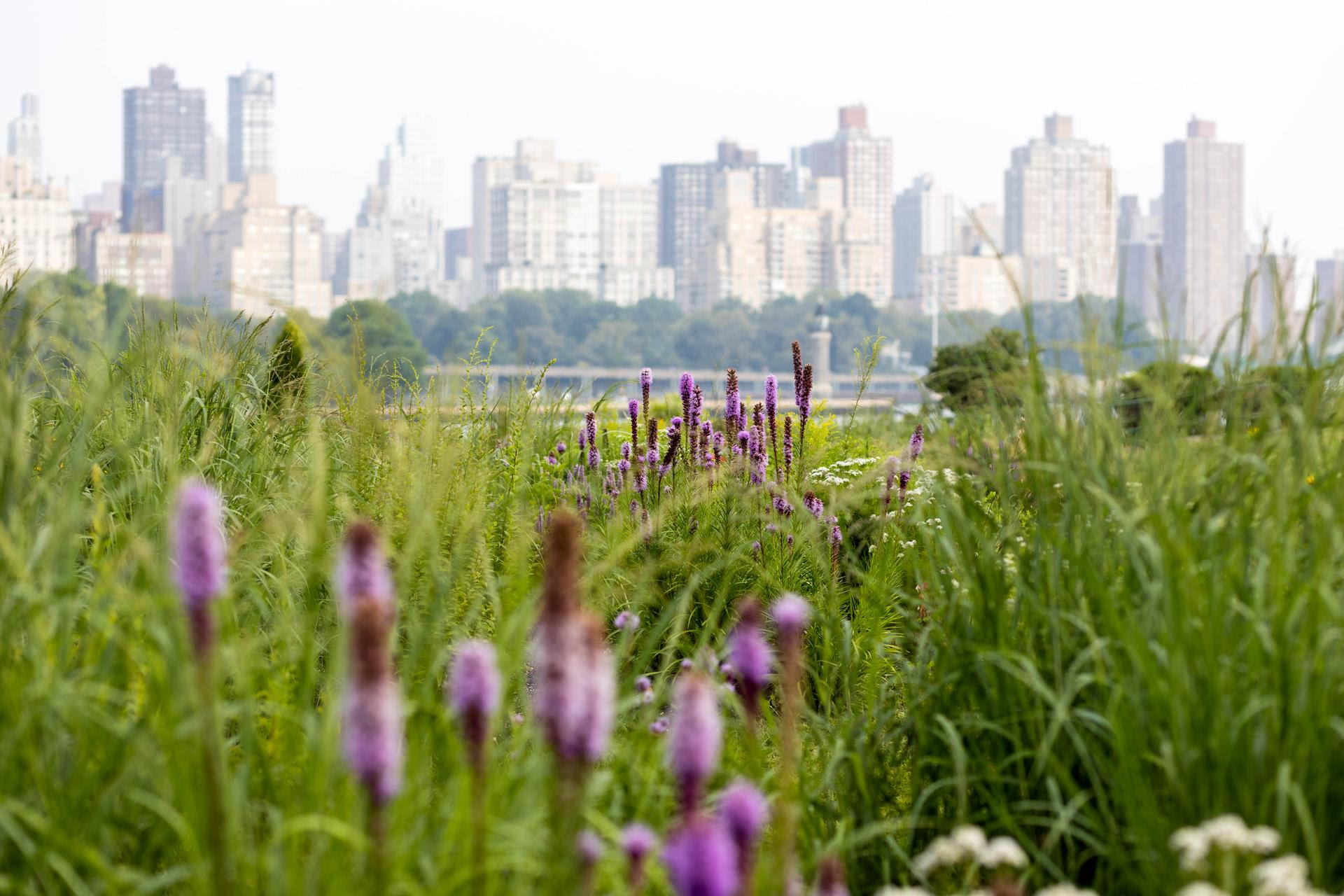 Purple wildflowers blooming in the foreground meadow with the Manhattan skyline visible across the water, promoting the Socrates Sculpture Park