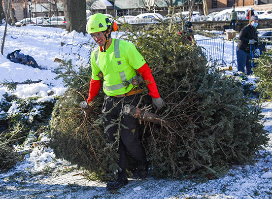 Christmas Tree Recycling and Mulching at Astoria Park