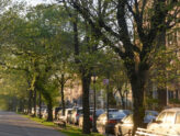 Submit Testimony on NYC Trees by March 9