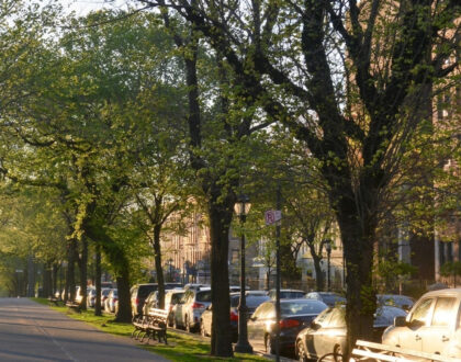 Submit Testimony on NYC Trees by March 9