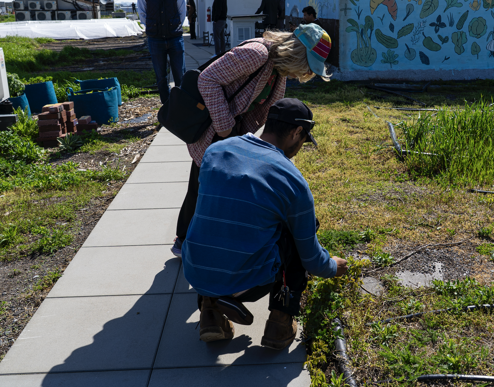 Volunteer at Register Sky Farm LIC